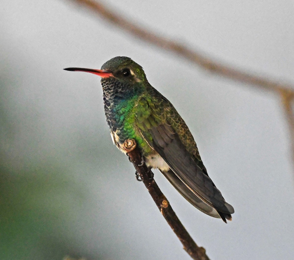 Broad-billed Hummingbird - ML275604361