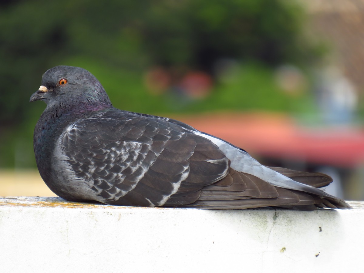 Rock Pigeon (Feral Pigeon) - ML275604861