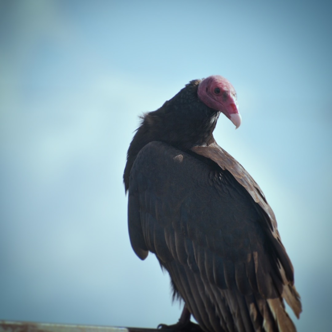 Turkey Vulture - ML275605051