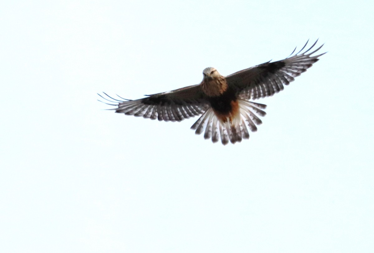 Rough-legged Hawk - ML275605061