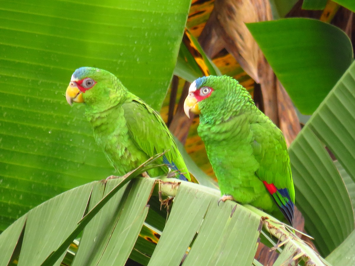 White-fronted Parrot - ML275605381