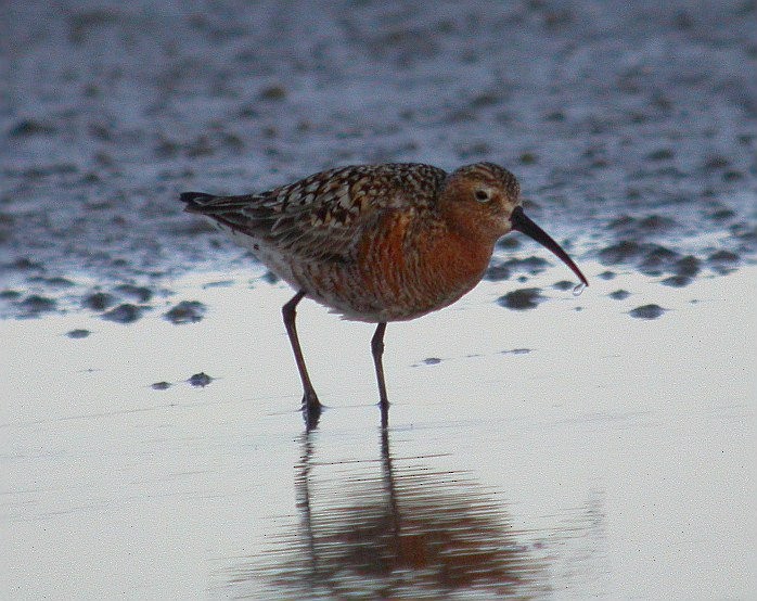 Curlew Sandpiper - ML275606221