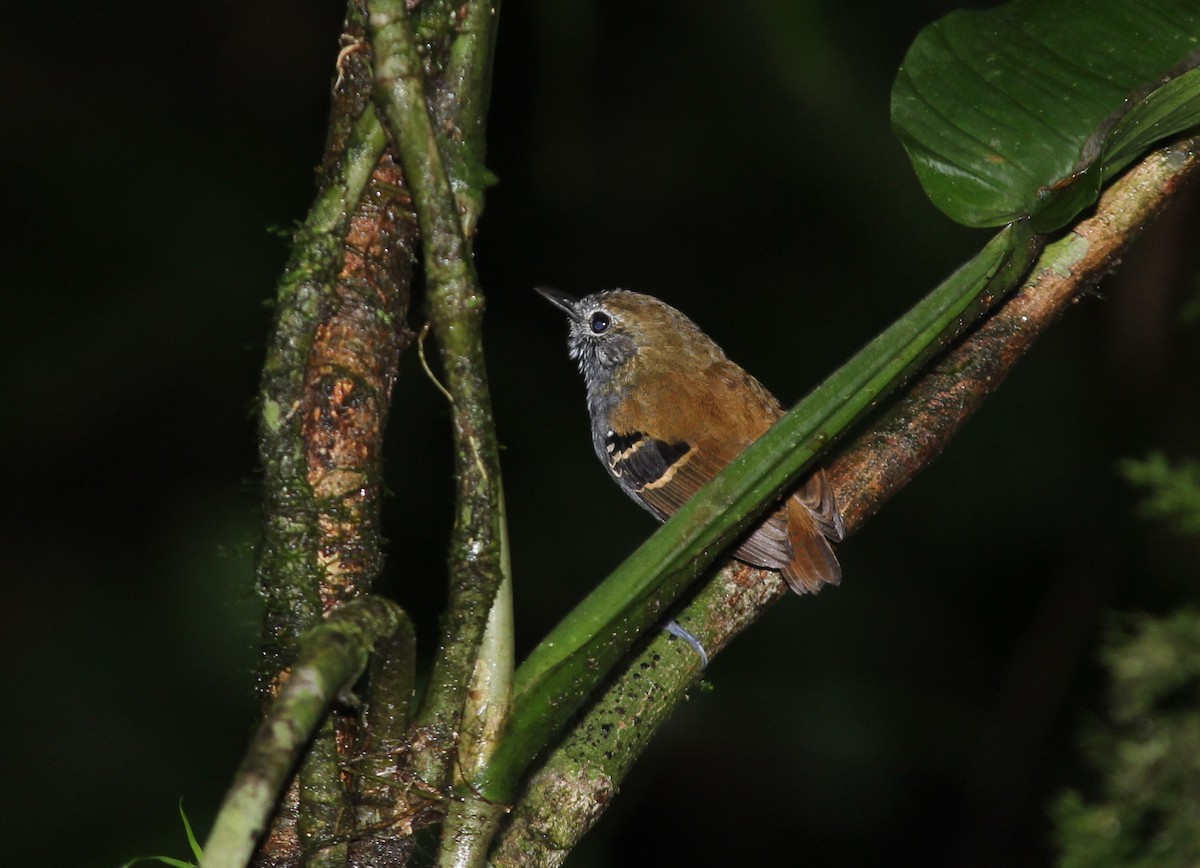 Star-throated Antwren - João Vitor Andriola