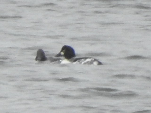 Common Goldeneye - ML275607251