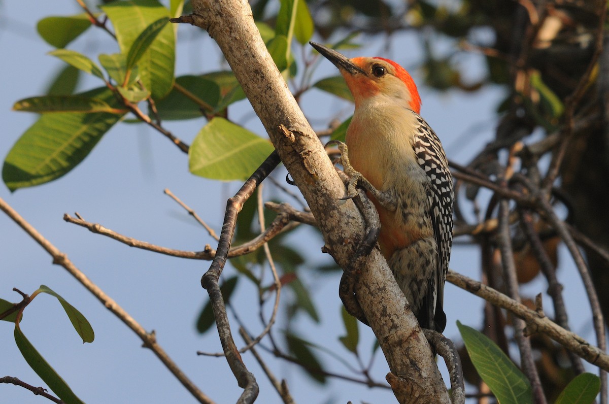 Red-bellied Woodpecker - ML27560811