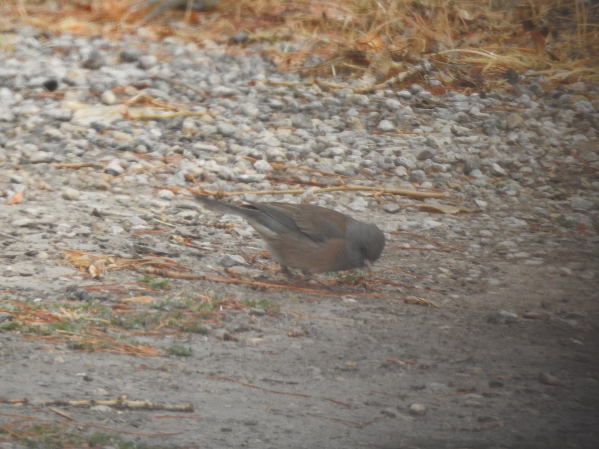 Junco Ojioscuro (mearnsi) - ML275608401