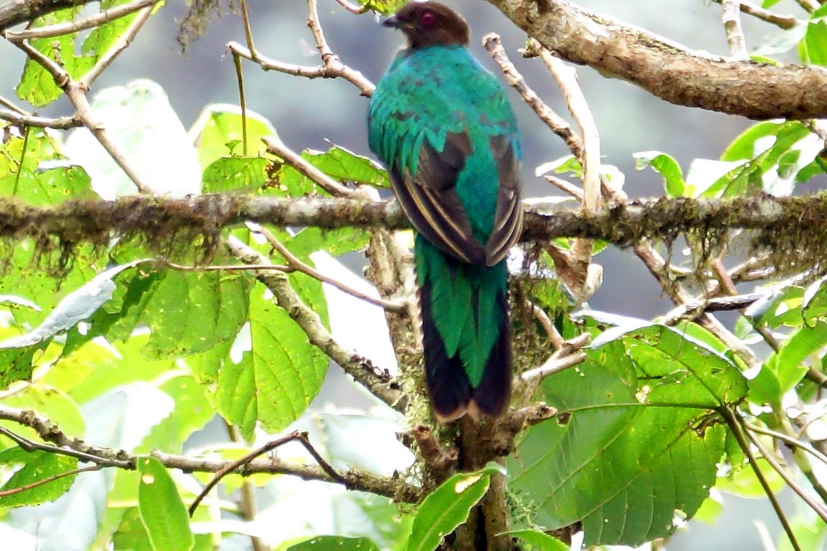 Crested Quetzal - ML275609371