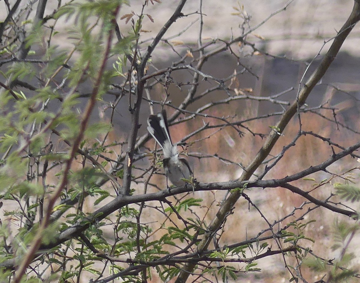 Black-tailed Gnatcatcher - ML275609571