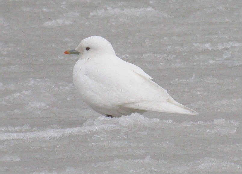 Ivory Gull - ML275609941