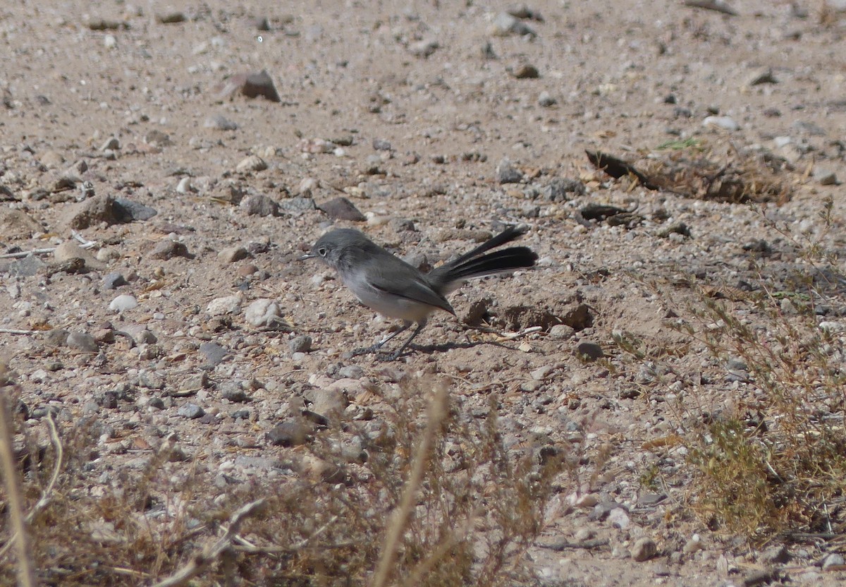Black-tailed Gnatcatcher - ML275609951