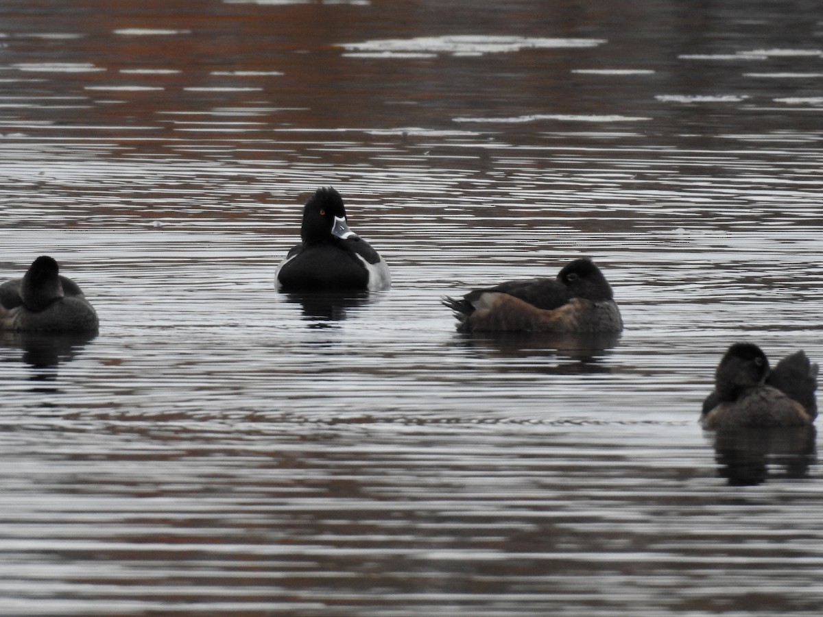 Ring-necked Duck - Lydia Curtis