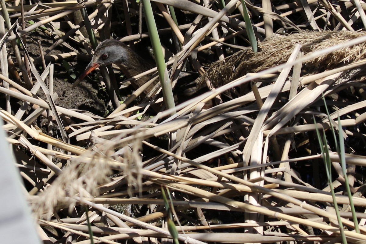 Virginia Rail - ML27561201