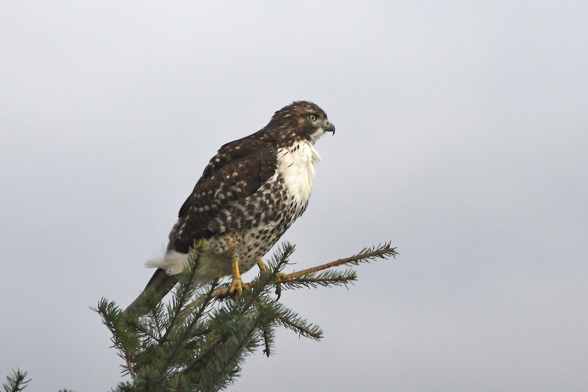 Red-tailed Hawk - MJ OnWhidbey