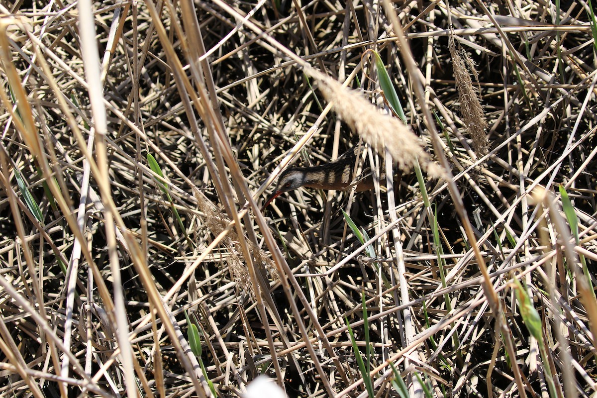 Virginia Rail - ML27561221