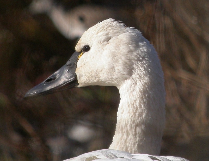 Tundra Swan - ML275613261