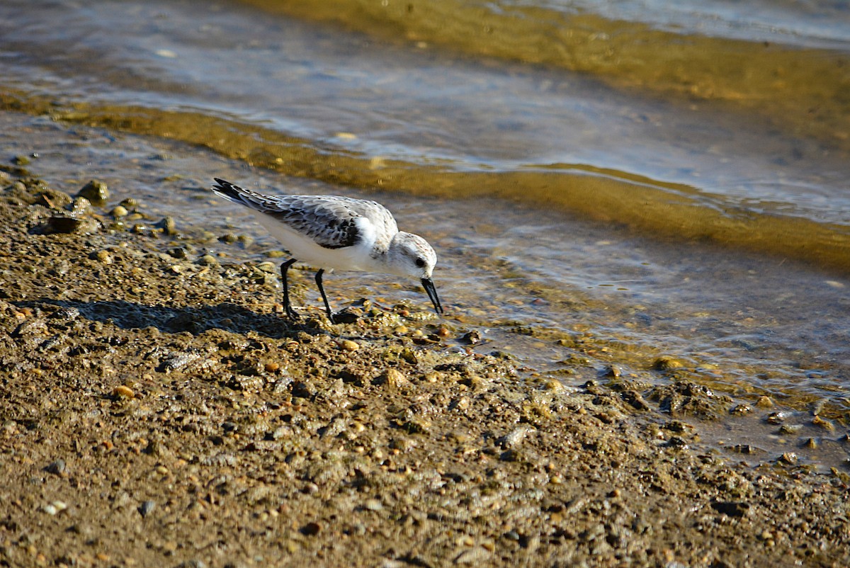 Sanderling - Paulo Narciso