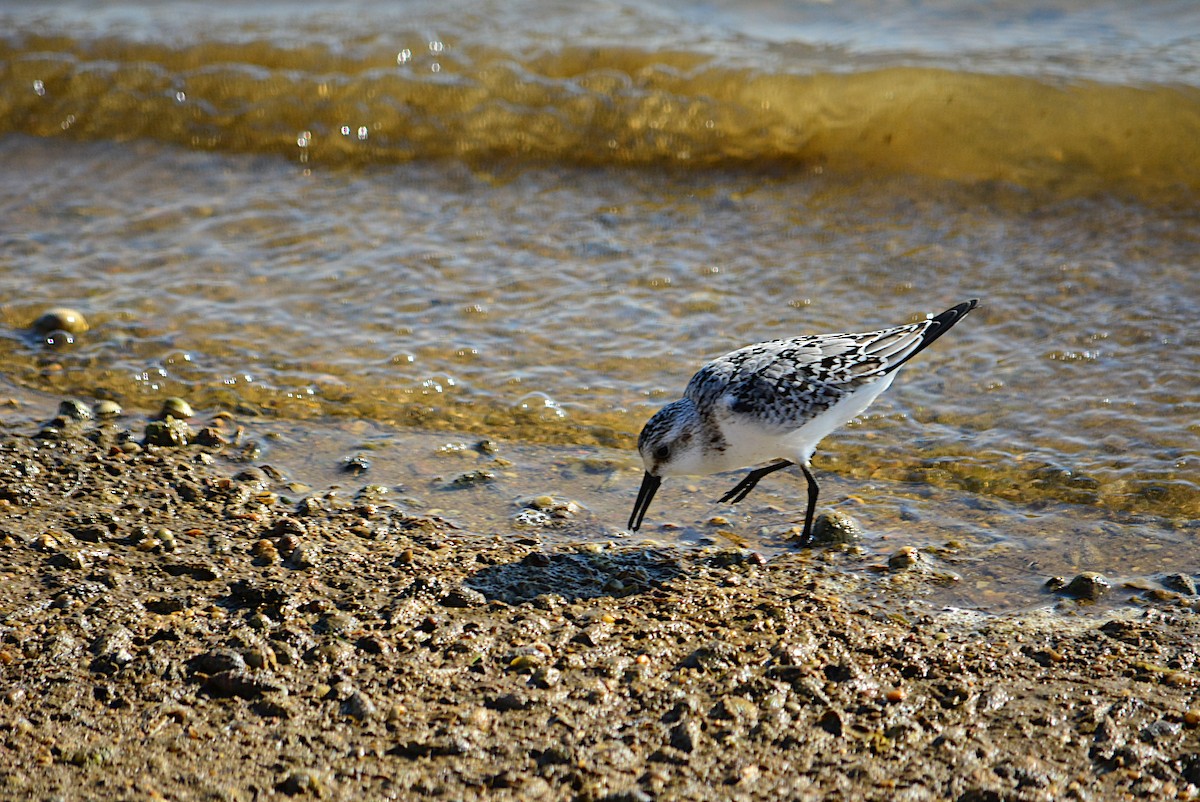 Sanderling - Paulo Narciso