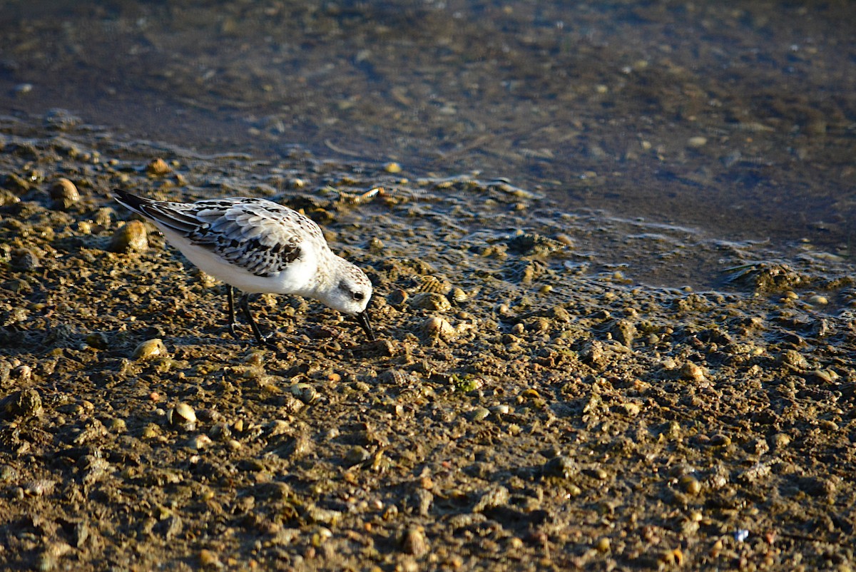 Bécasseau sanderling - ML275614281