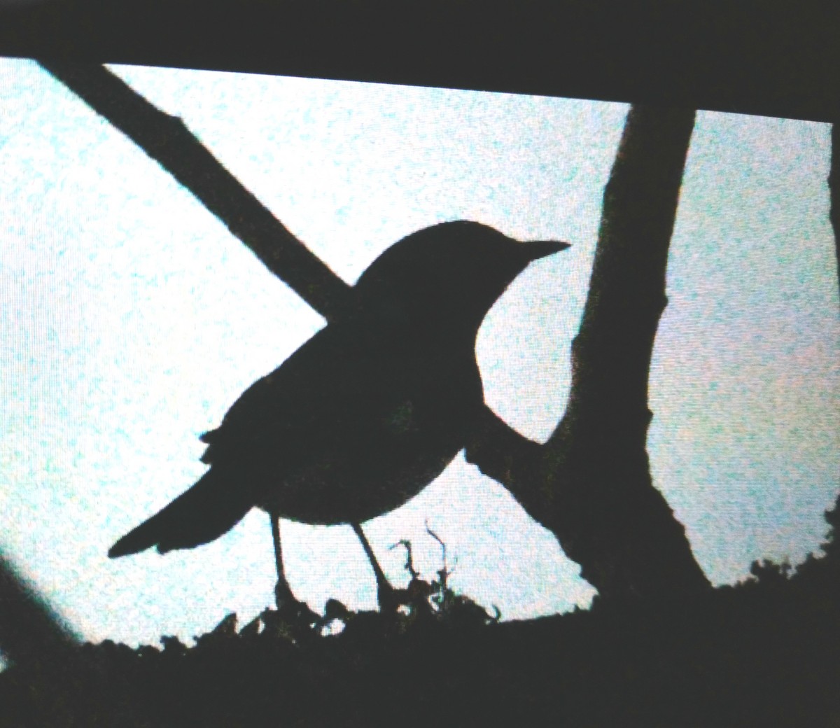 Black-throated Blue Warbler - Ann Satterfield