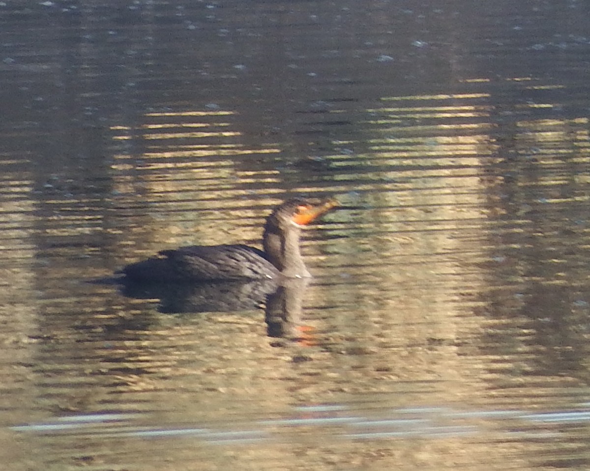 Double-crested Cormorant - ML275616491