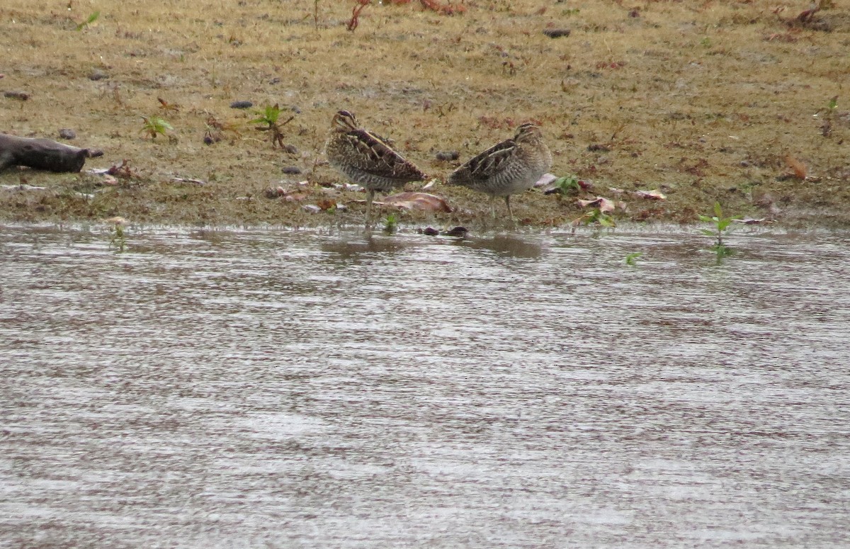 Wilson's Snipe - ML275618821