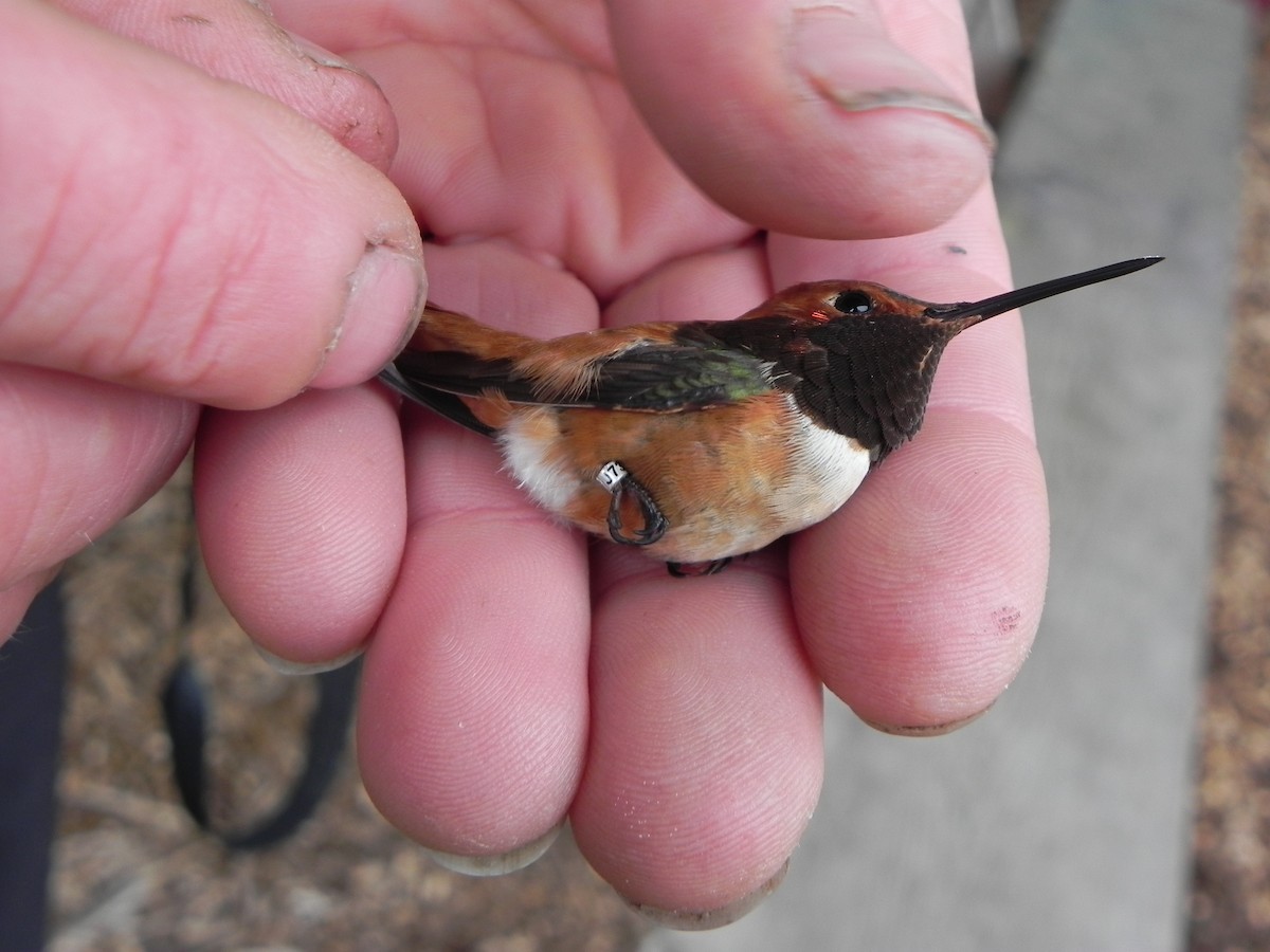 ML27562001 - Rufous Hummingbird - Macaulay Library