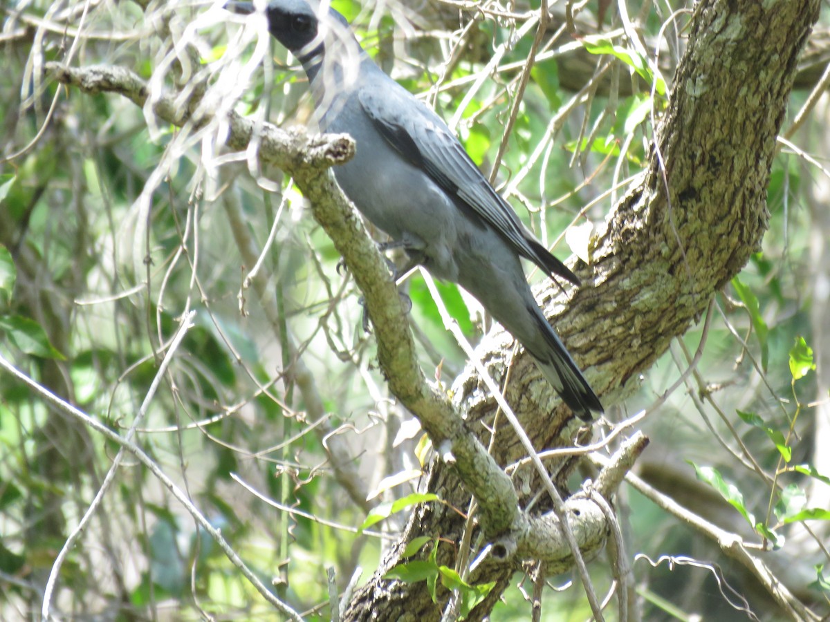 Common Cicadabird - Madelon Lane