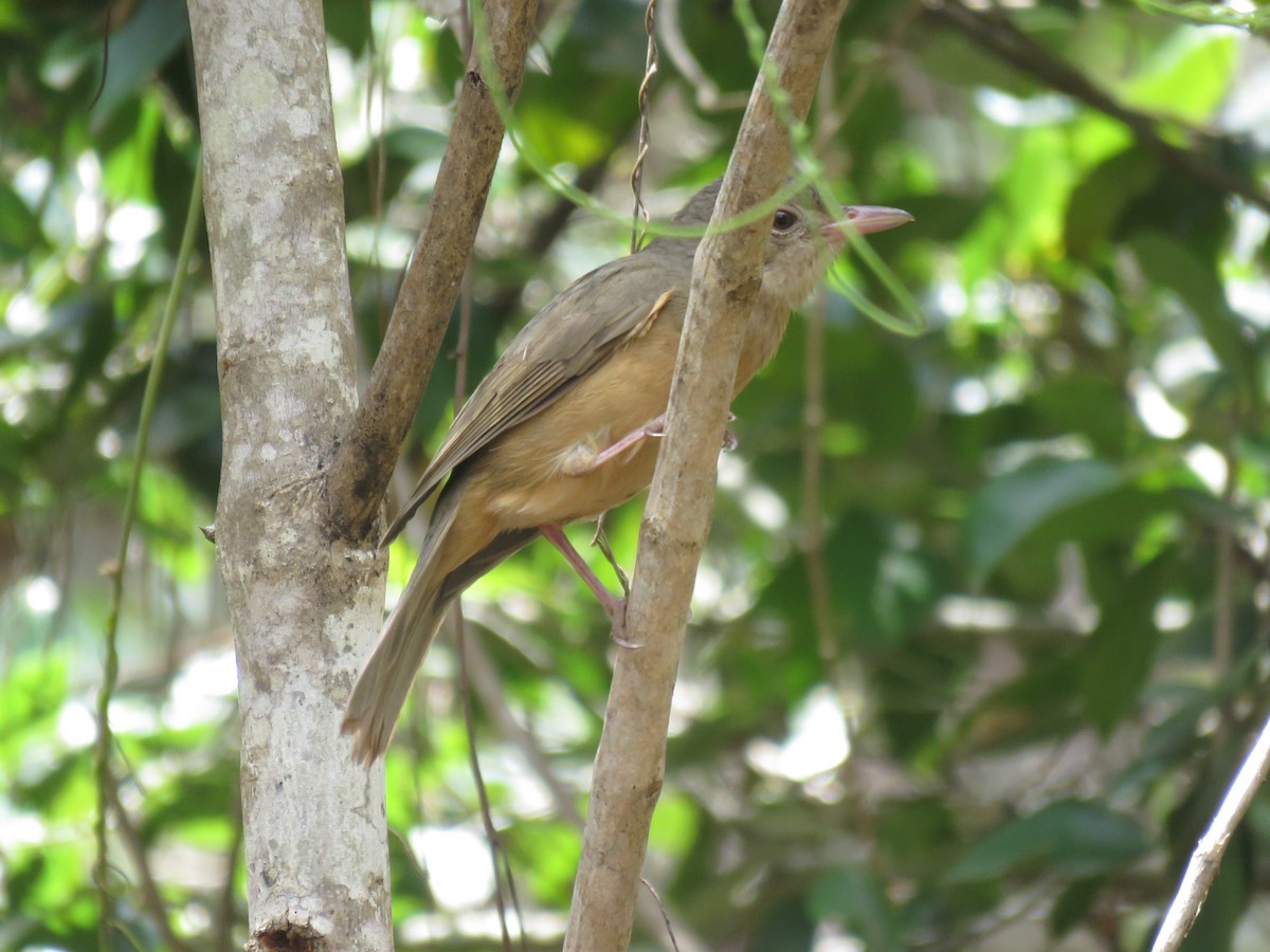 Rufous Shrikethrush - Madelon Lane