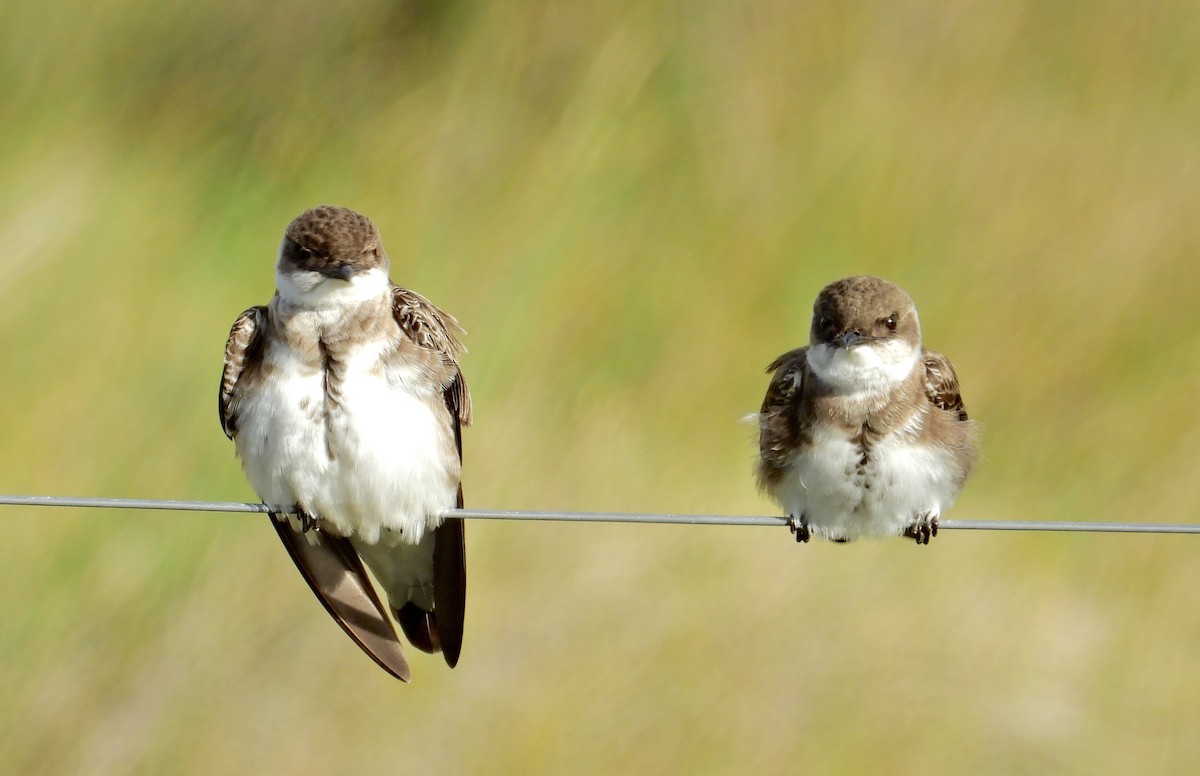 Brown-chested Martin - ML275622271