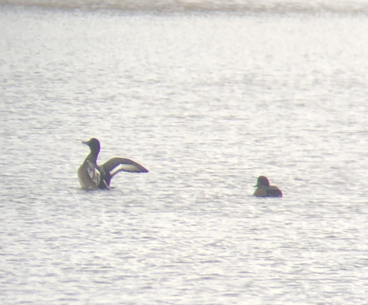 Greater Scaup - ML275622381