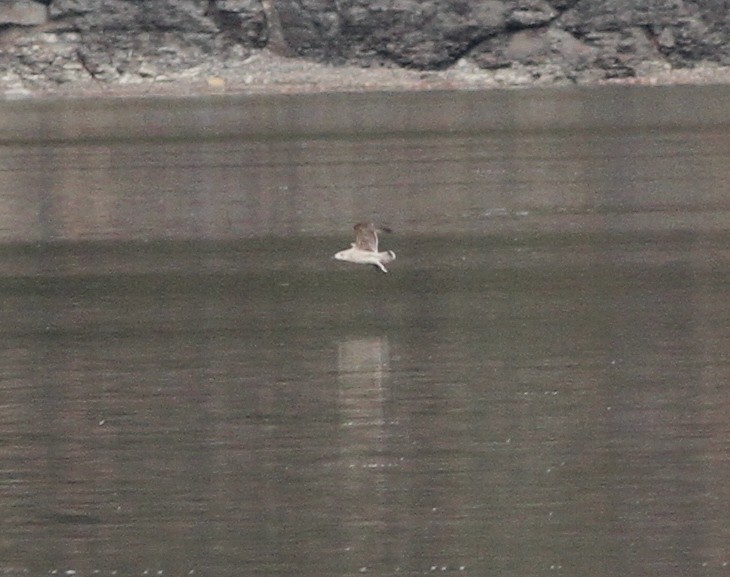 Gaviota Sombría - ML275624571