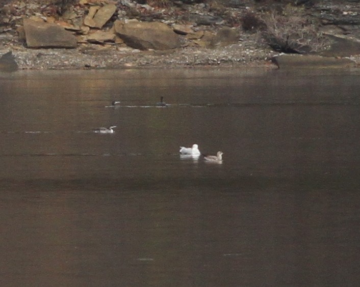 Gaviota Sombría - ML275624621