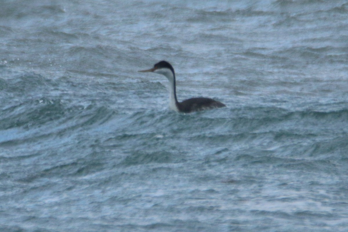 Western Grebe - ML275625511