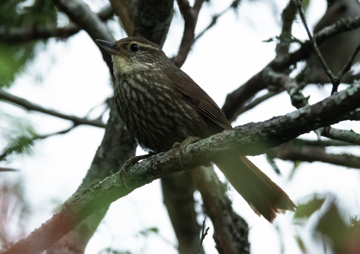 Buff-browed Foliage-gleaner - ML275627071