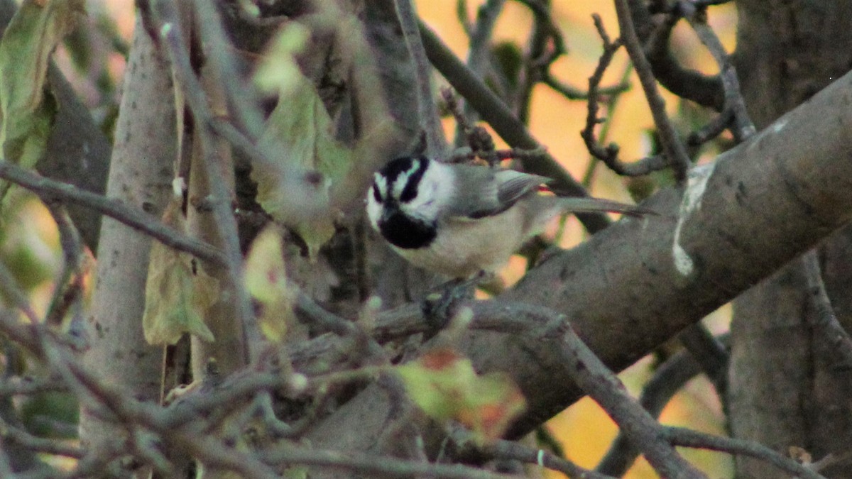 Mountain Chickadee - ML275627221