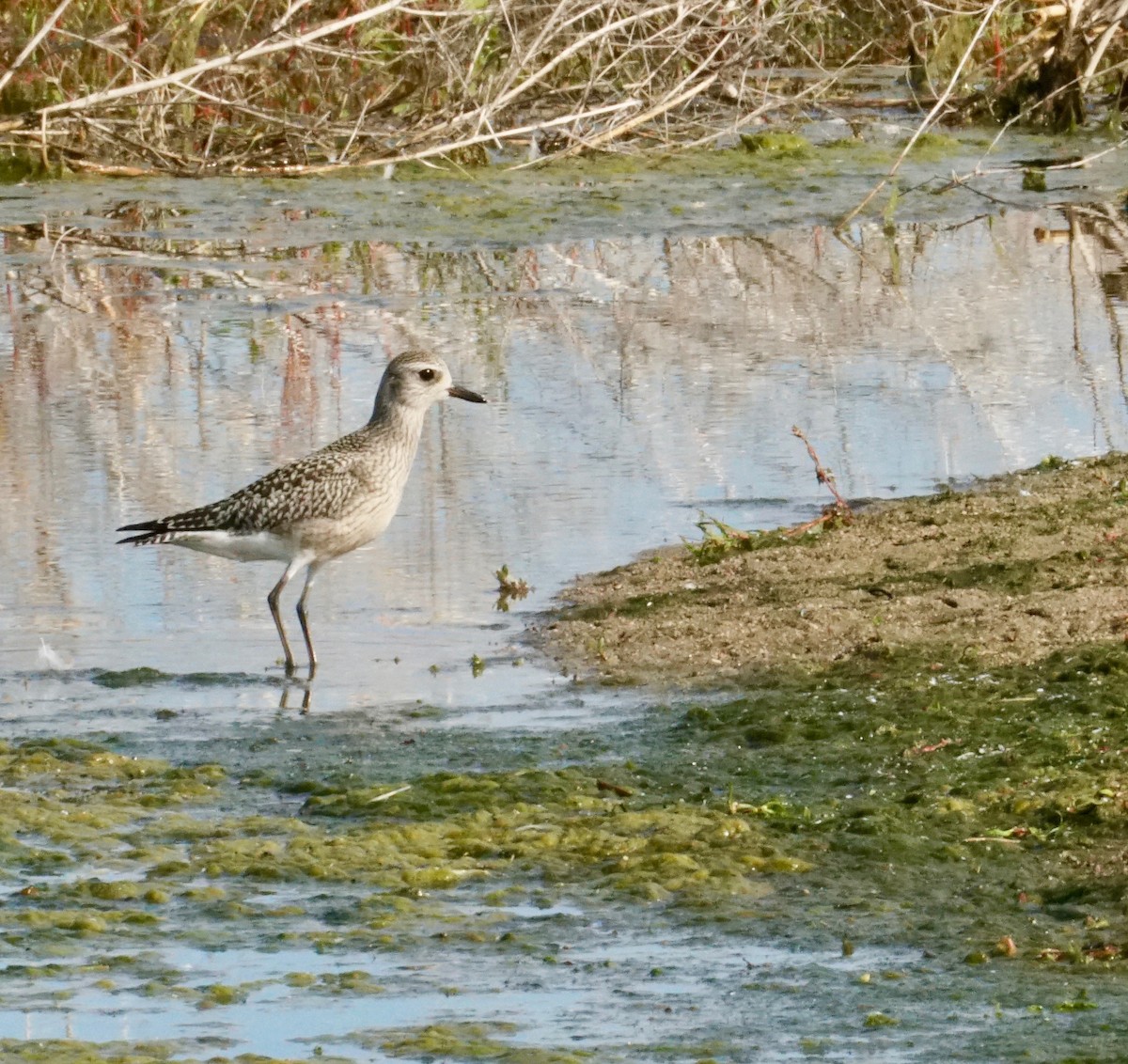 Black-bellied Plover - ML275627661