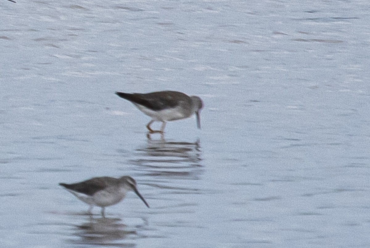 Stilt Sandpiper - ML275627861