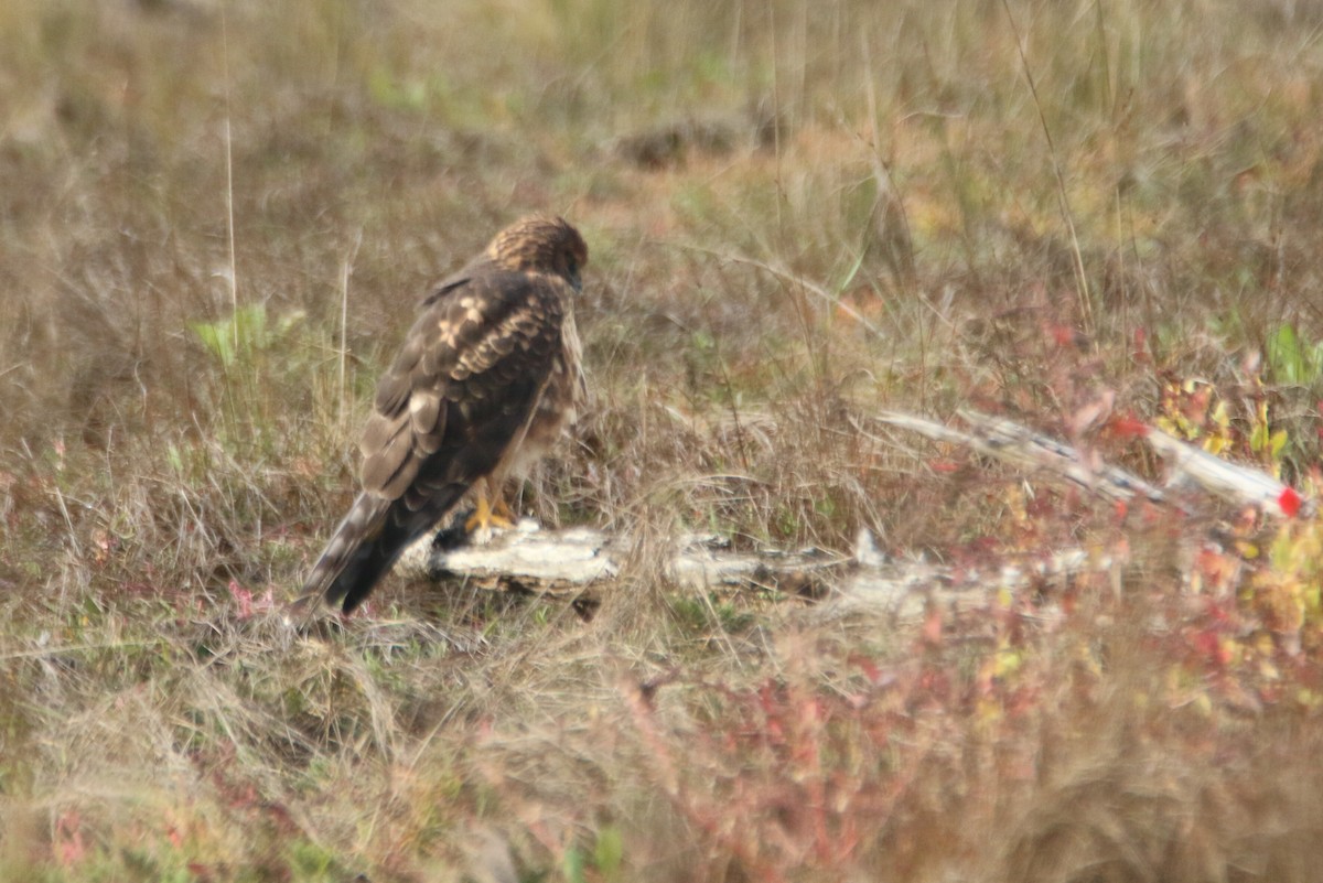 Northern Harrier - ML275628811