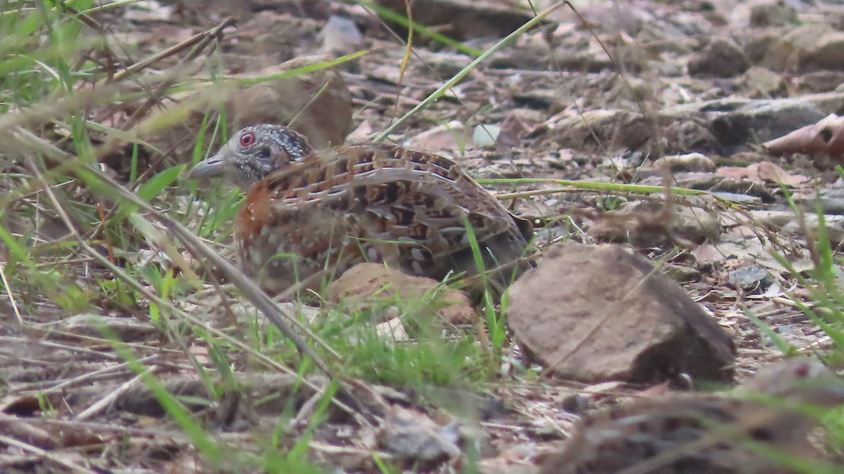 Painted Buttonquail - ML275630231