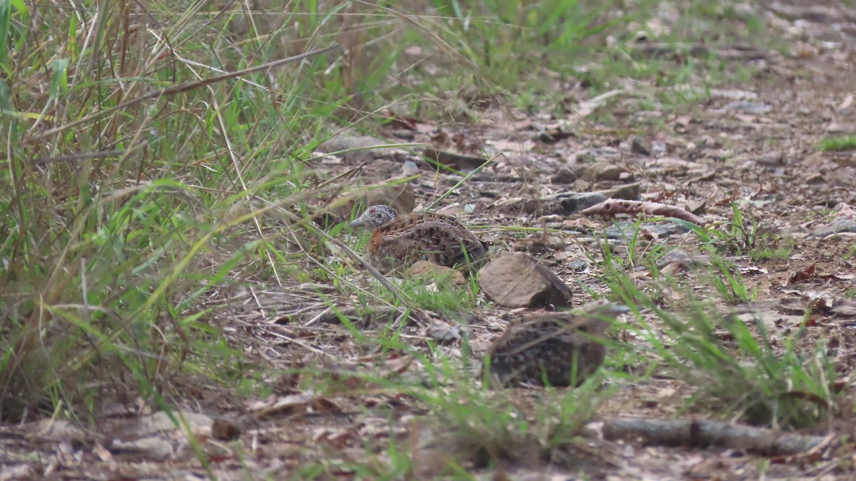 Painted Buttonquail - ML275630401
