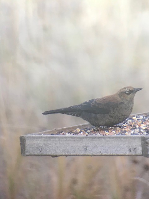 Rusty Blackbird - ML275631431