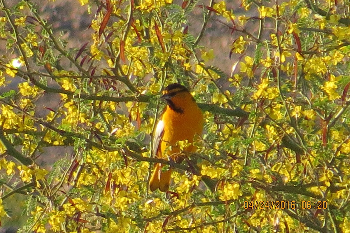 Bullock's Oriole - ML27563301