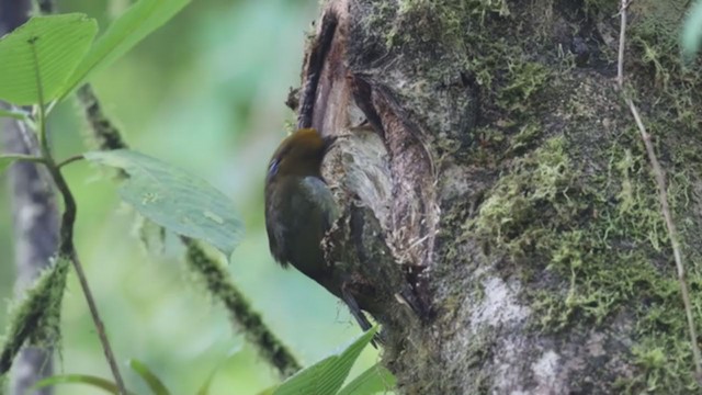 Prong-billed Barbet - ML275633031