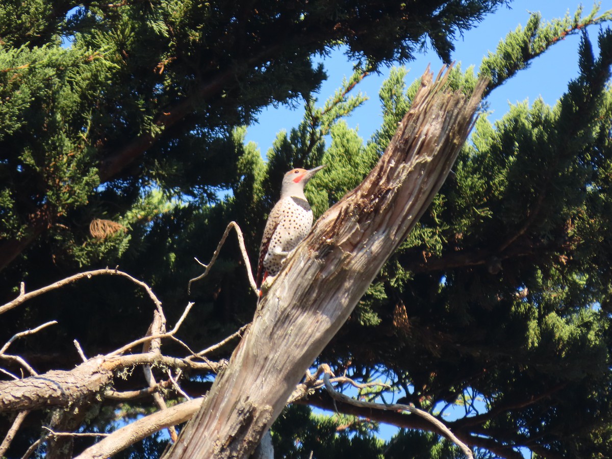 Northern Flicker (Red-shafted) - Long-eared Owl