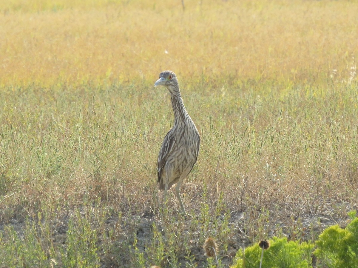 Black-crowned Night Heron - ML275636501