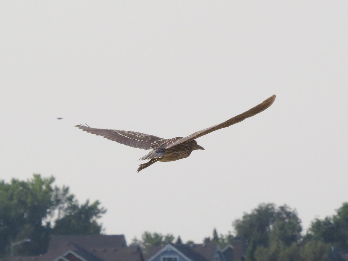 Black-crowned Night Heron - ML275636511