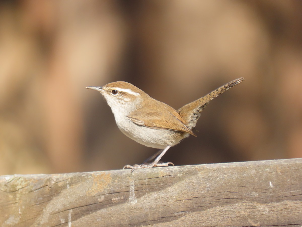 Bewick's Wren - ML275636661