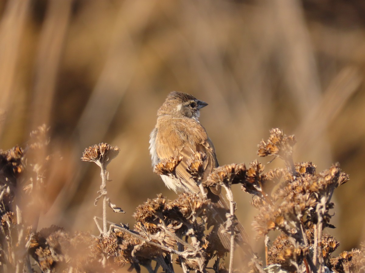 Black-throated Sparrow - ML275636831