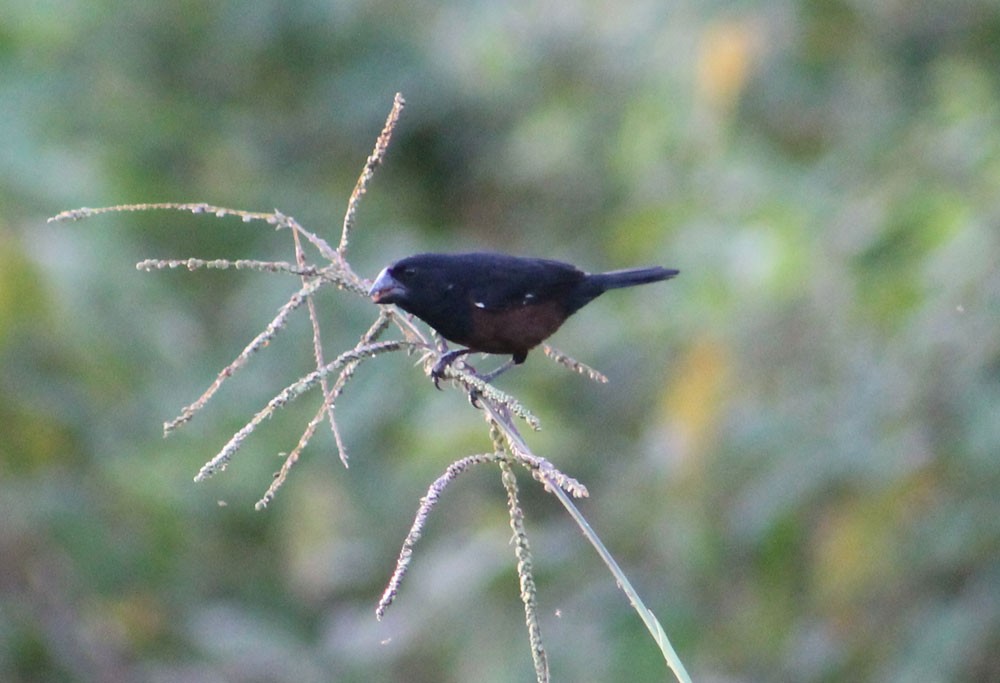 Chestnut-bellied Seed-Finch - ML275638451