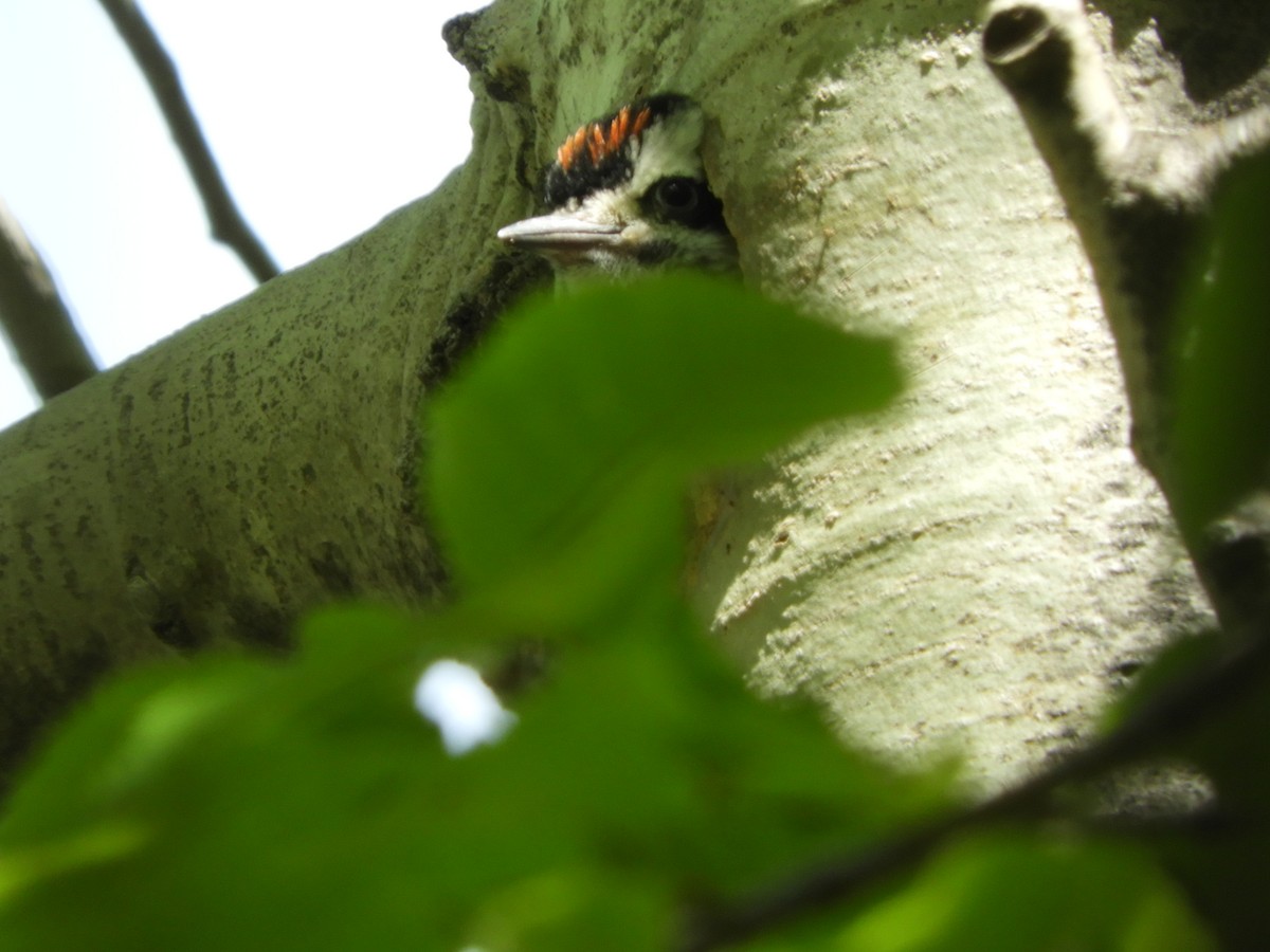 Hairy Woodpecker - ML275638811